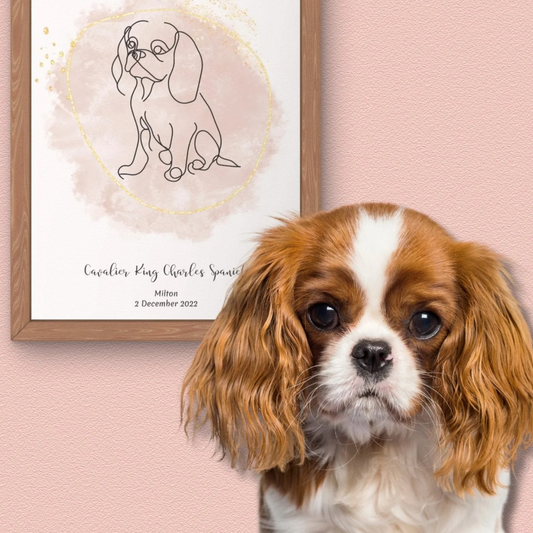 Därför älskar vi Cavalier King Charles Spaniel – den perfekta familjehunden