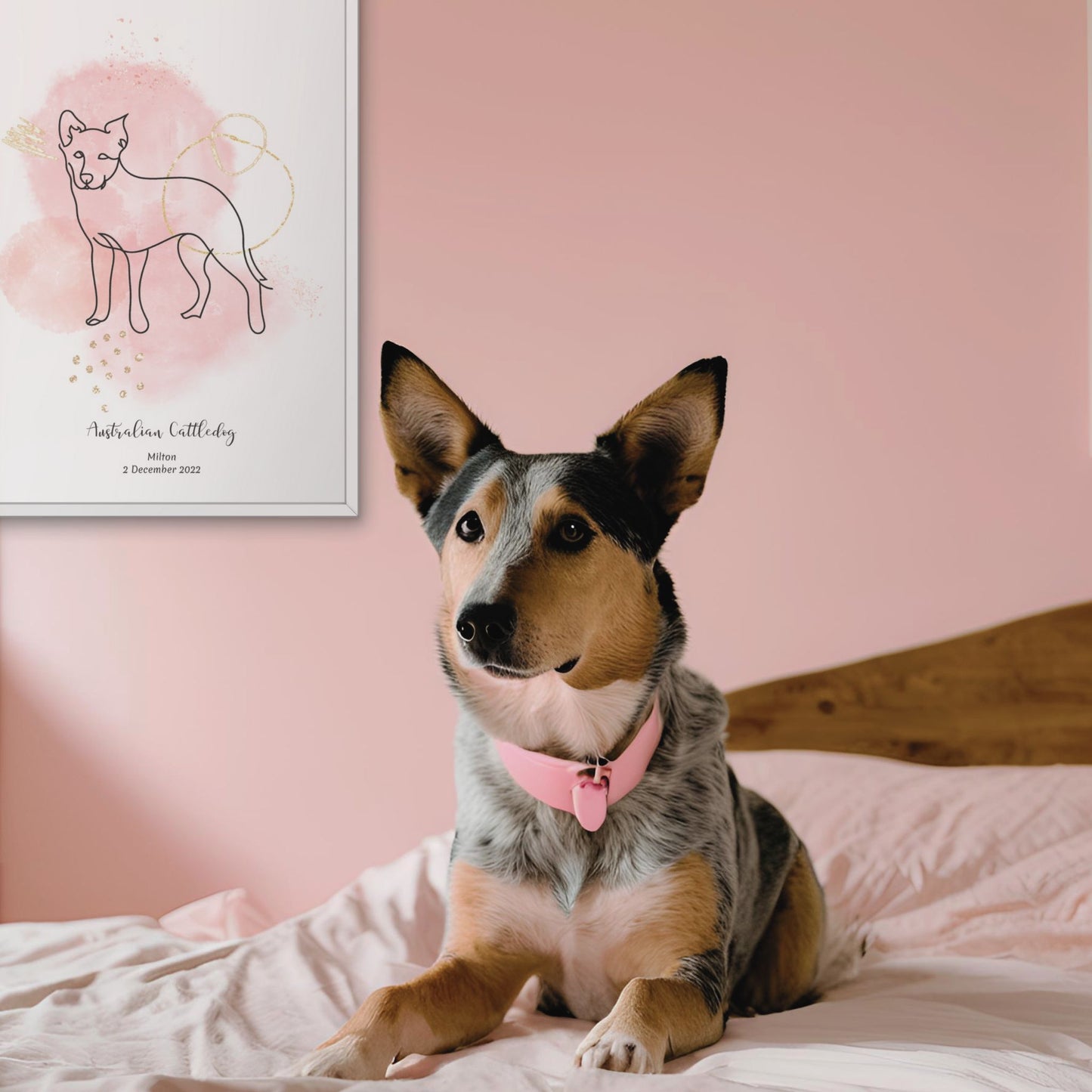 Minimalistisk rosa poster med Australian Cattledog och en alert Australian Cattledog-hund bredvid, design från Colorful Pets.