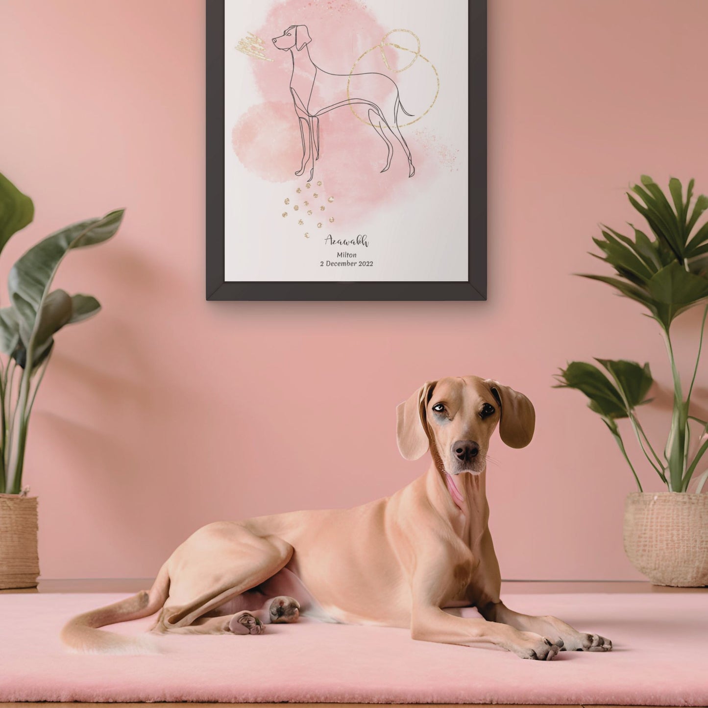 Minimalistisk rosa poster med Azawakh och en elegant Azawakh-hund bredvid, design från Colorful Pets.