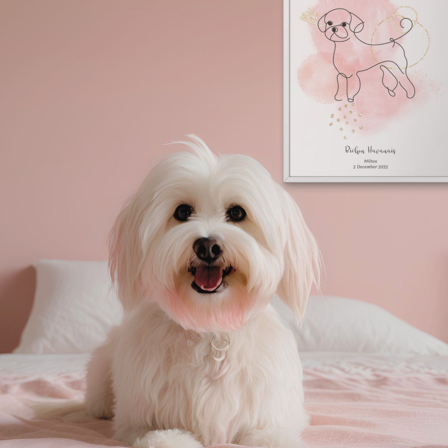 Minimalistisk rosa poster med Bichon Havanais och en söt Bichon Havanais-hund bredvid, design från Colorful Pets.