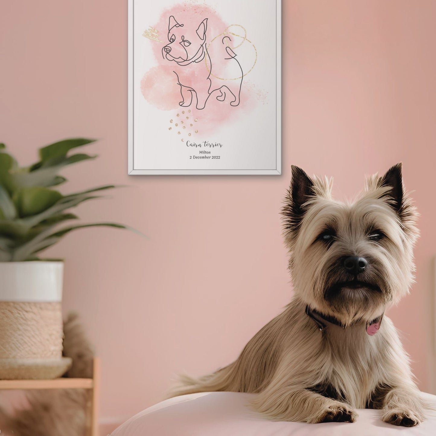 Minimalistisk rosa poster med Cairnterrier och en söt Cairnterrier-hund bredvid, design från Colorful Pets.
