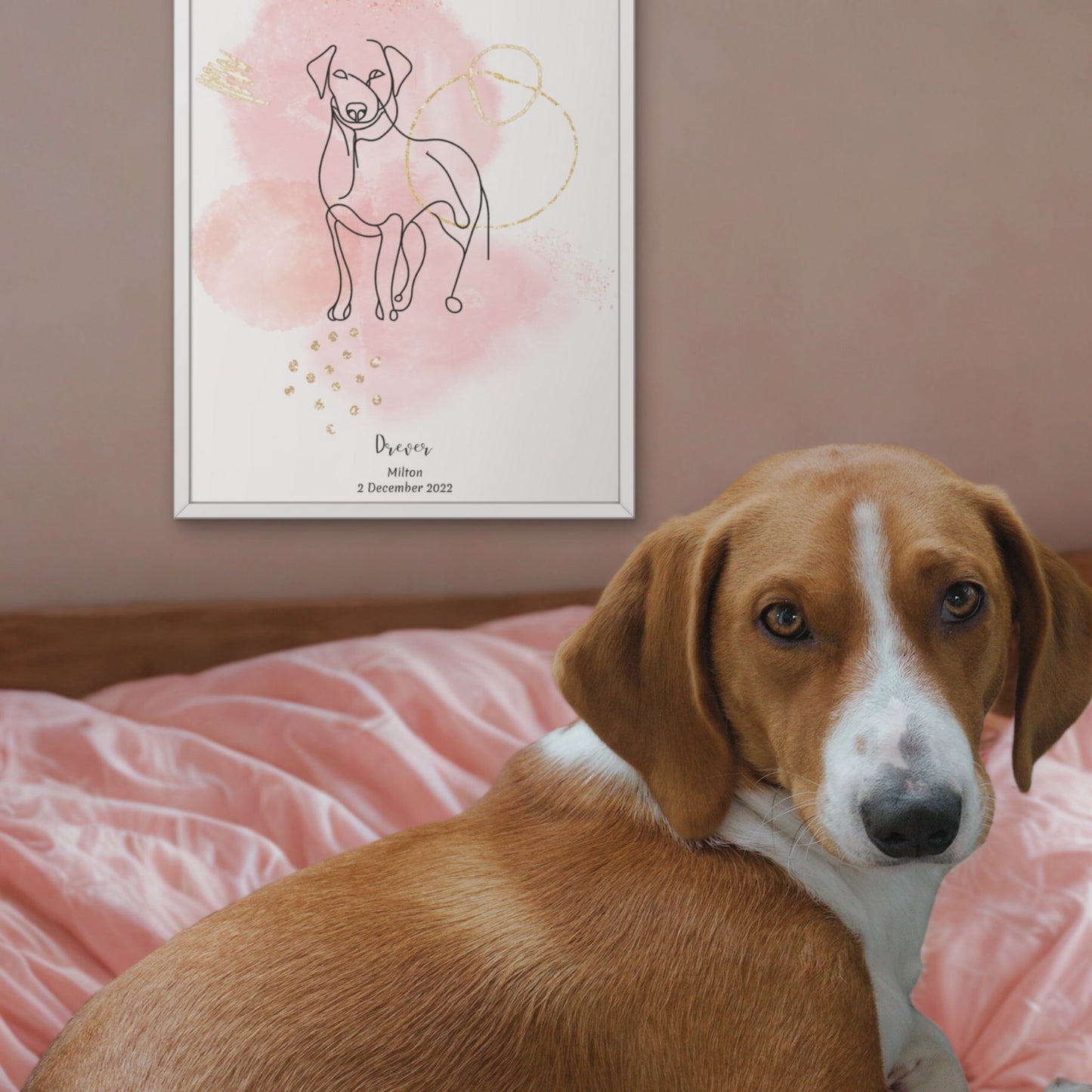 Minimalistisk rosa poster med Drever och en charmig Drever-hund vid sidan, design från Colorful Pets.