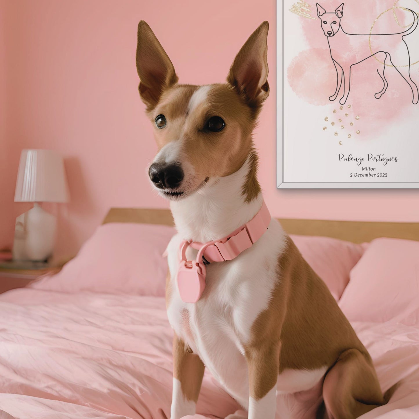 Minimalistisk rosa poster med Podengo Portugues och en söt Podengo Portugues-hund bredvid, design från Colorful Pets.