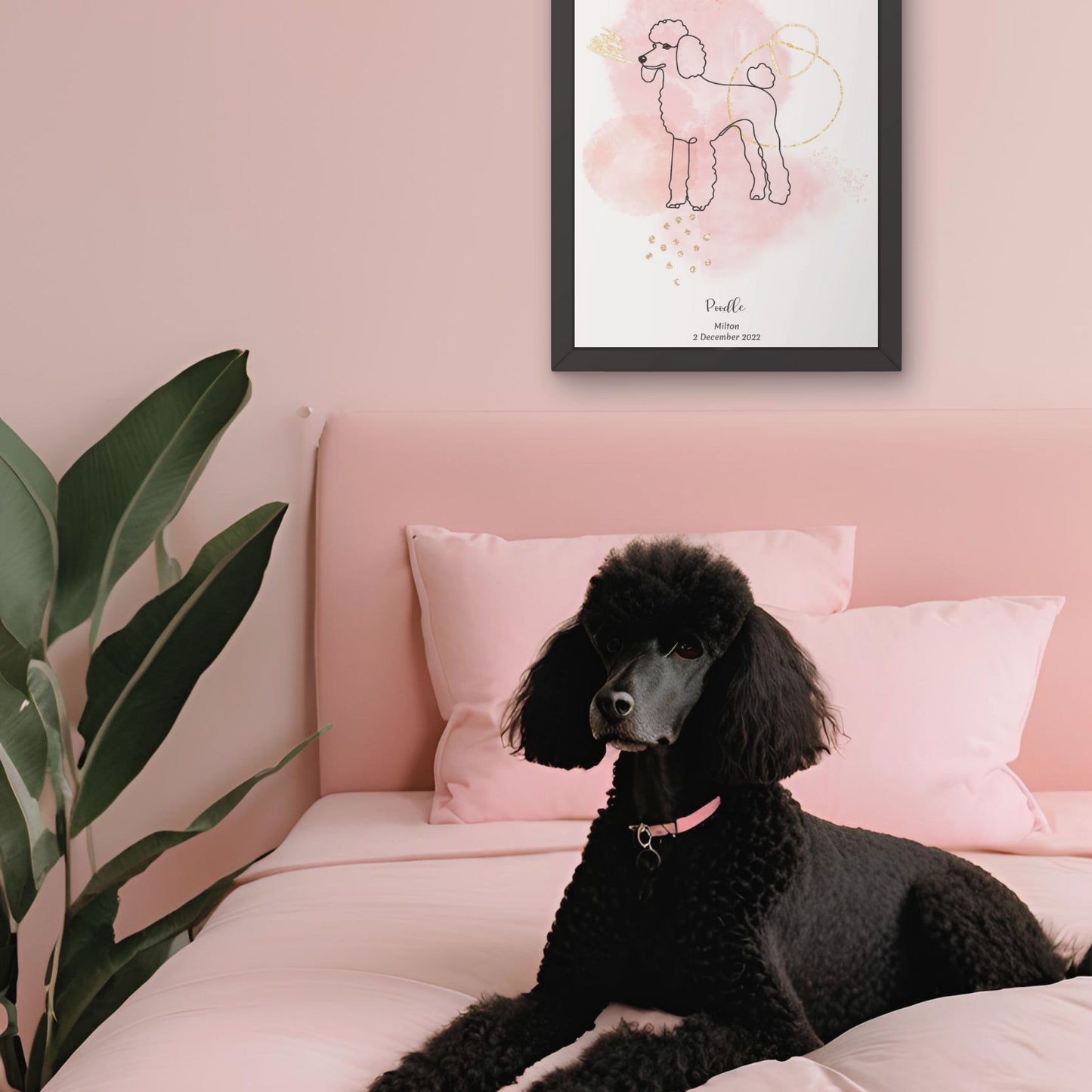 Minimalistisk rosa poster med Pudel och en söt Pudel-hund bredvid, design från Colorful Pets.